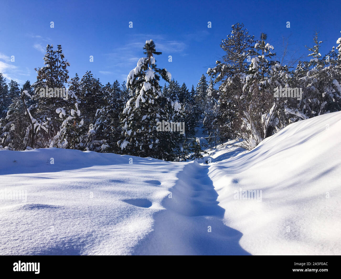 Winter landscape with fresh snow covering walking path leading to evergreen forest on a freezing cold sunny winter day Stock Photo