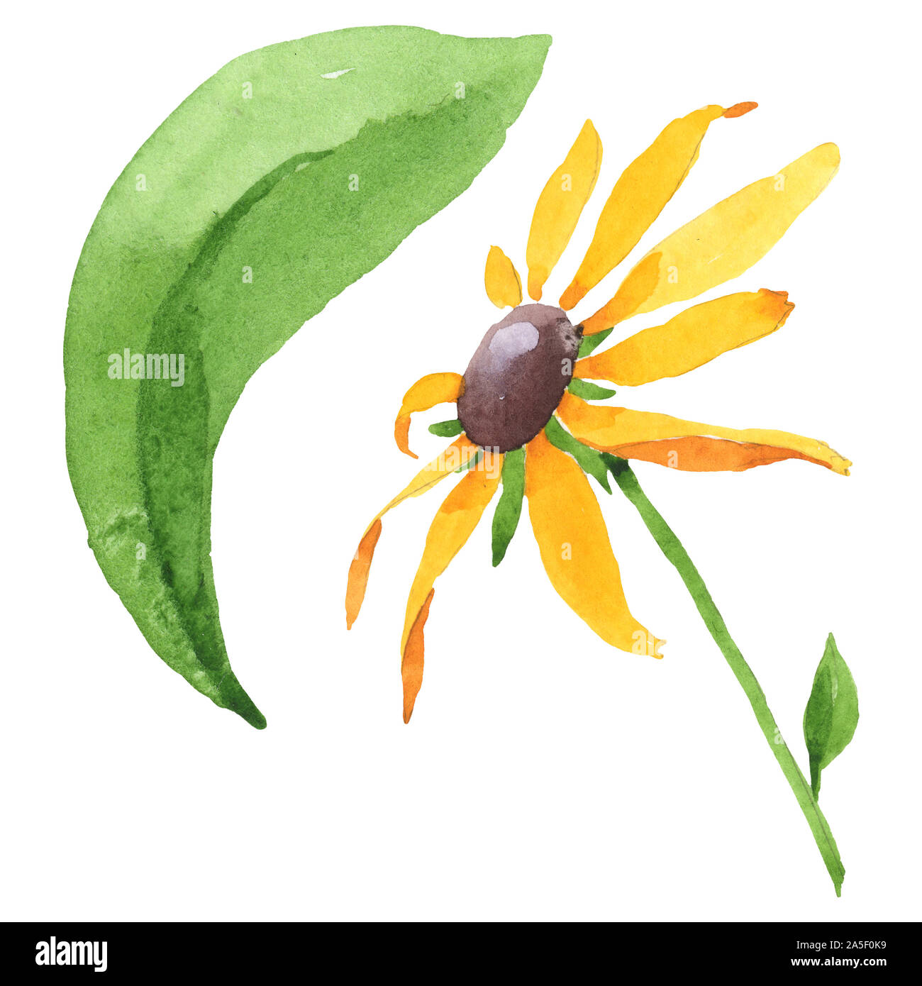Rudbeckia hirta floral botanical flowers. Watercolor background set