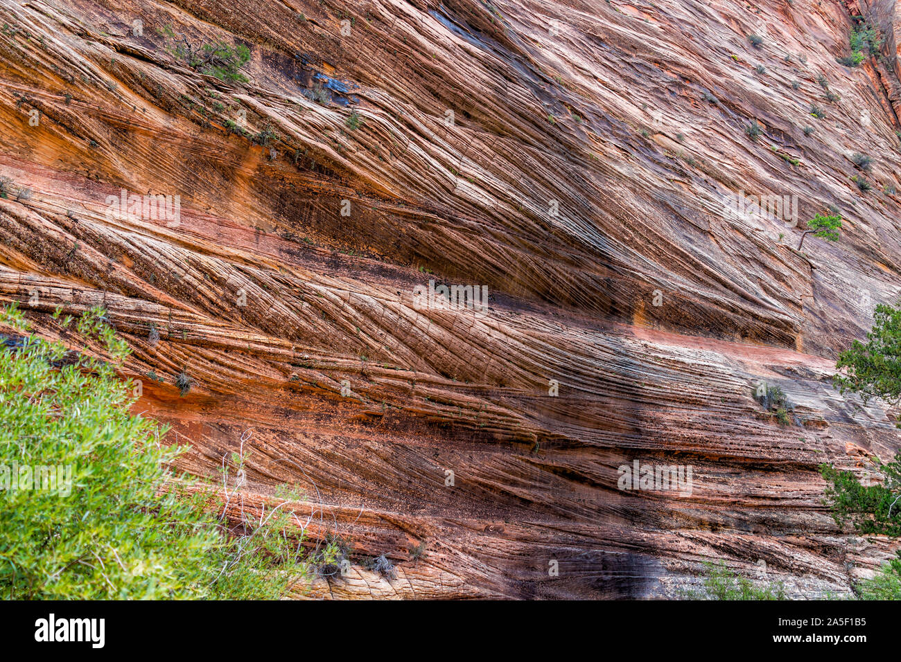 Zion National Park in Utah on unknown Gifford Canyon trail closeup of
