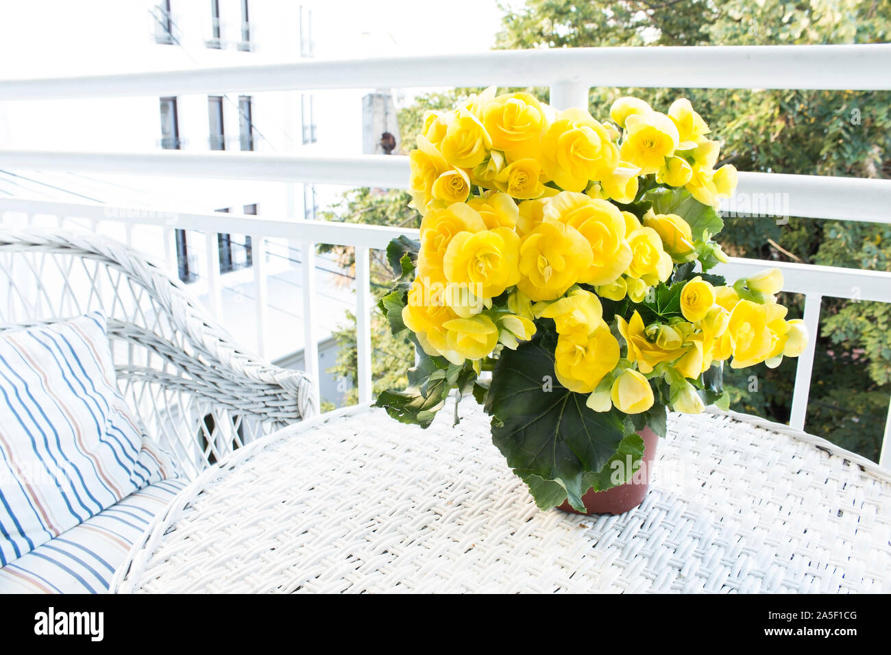 Yellow Begonia Potted on Terrace. Stock Photo