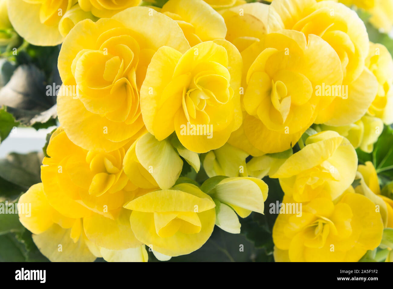 Yellow Begonia Flowers Close Up. Stock Photo