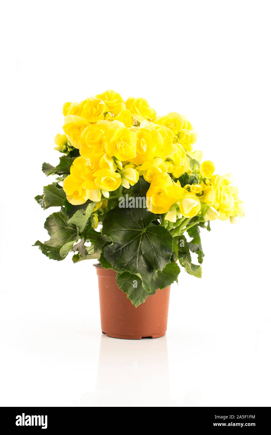 Yellow Begonia Potted Isolated on White. Stock Photo