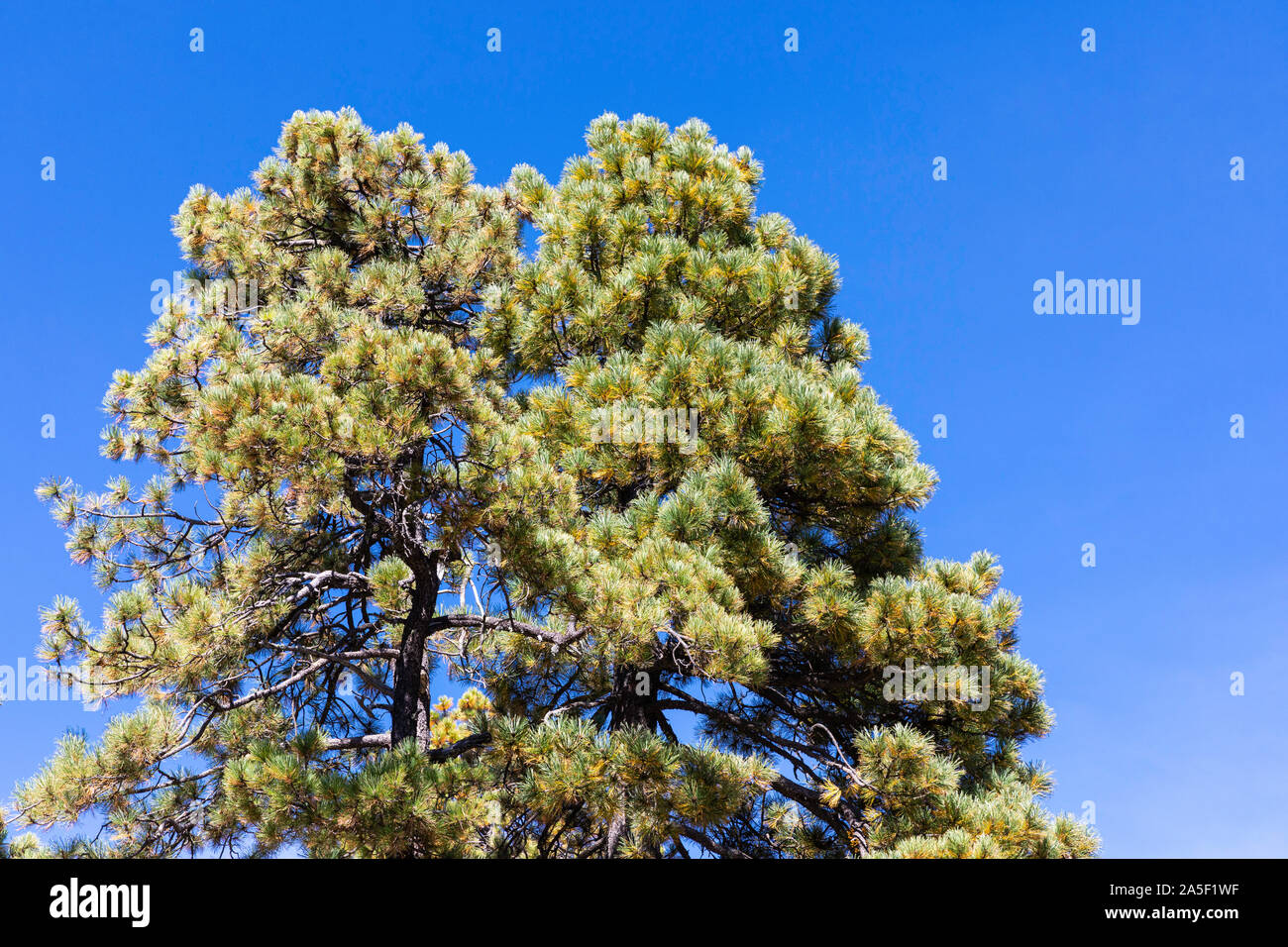 Pine trees against a stark blue sky Stock Photo