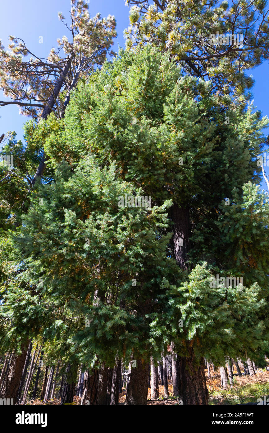Pine trees against blue sky, Arizona, USA Stock Photo