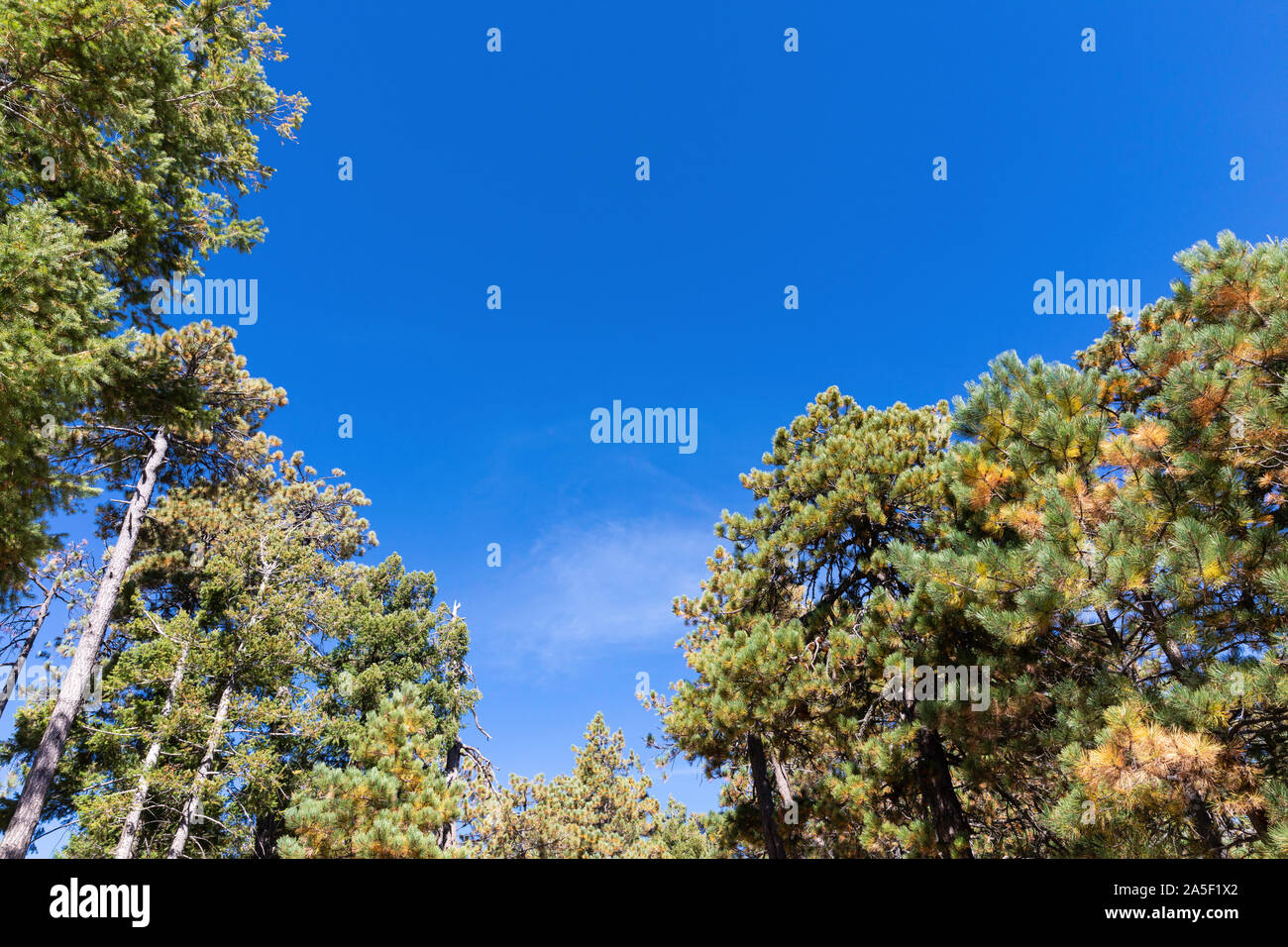 Pine trees against a stark blue sky, Arizona, USA Stock Photo
