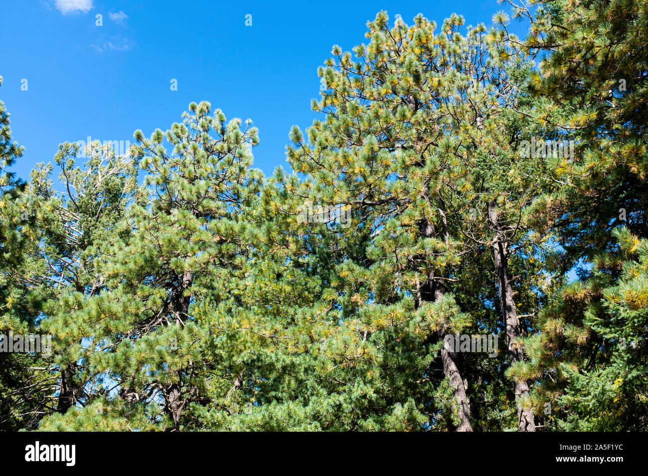 Pine tree canopy against a blue sky, Mt. Lemmon, Catalina Mountains, Tucson, Arizona Stock Photo