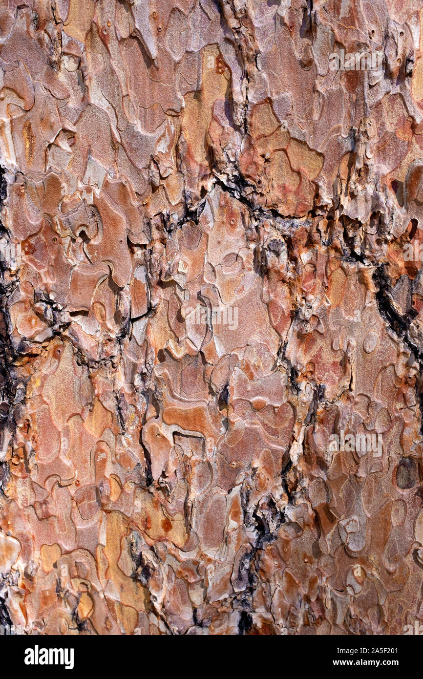 Ponderosa pine bark macro, Santa Catalina Mountains, Tucson, Arizona Stock Photo