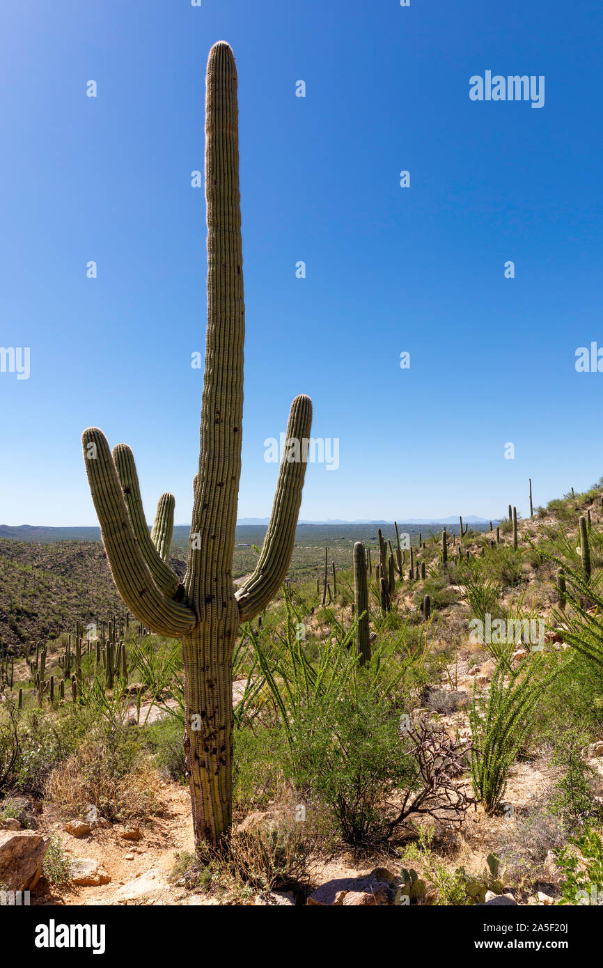 Giant Saguaro (Carnegiea gigantea) sitting on hillisde in Redington Pass area, Tucson, Arizona Stock Photo