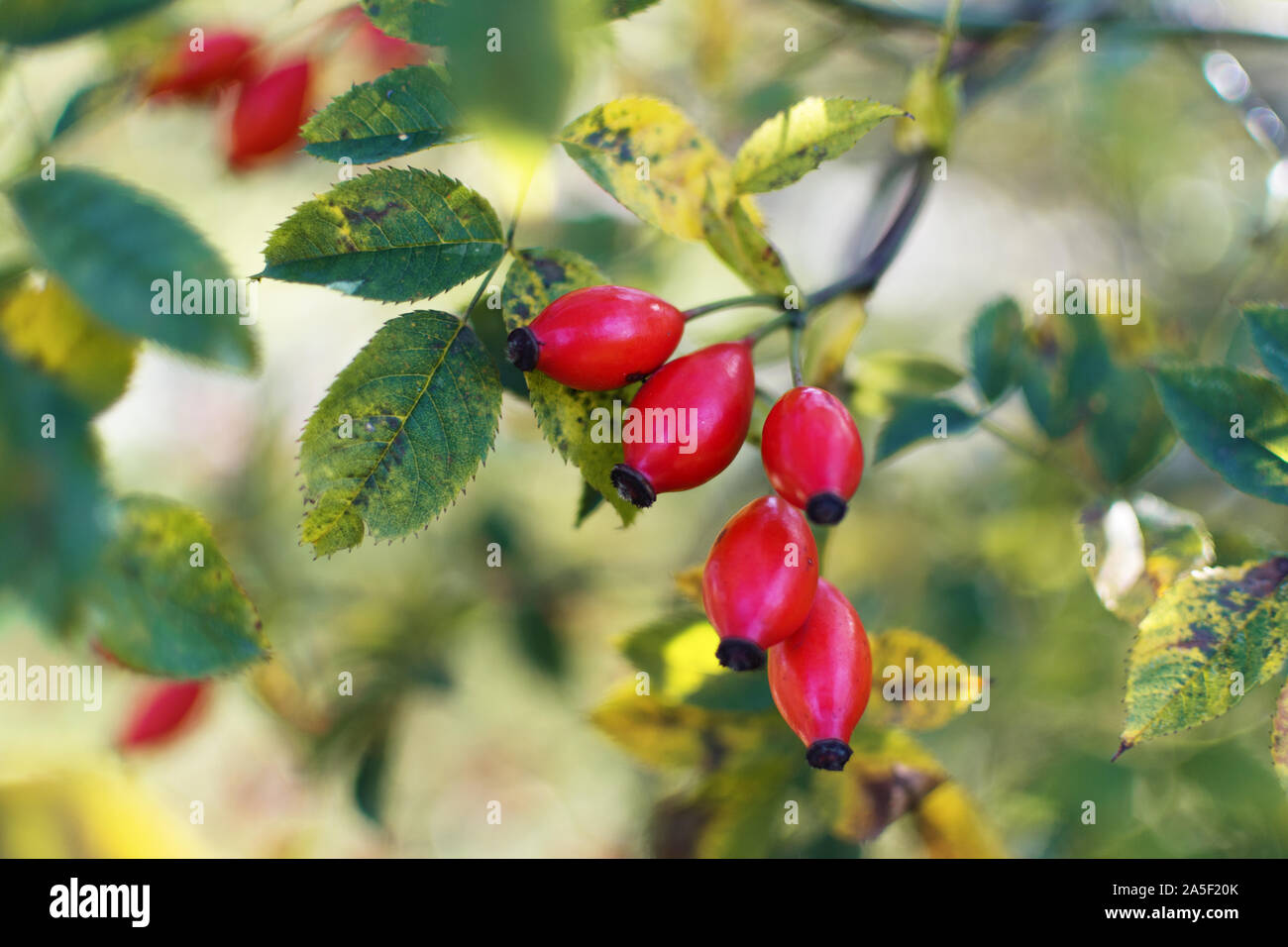 Sprigs of wild rose bush with fruits. Red rosehip on autumn bush. Stock Photo