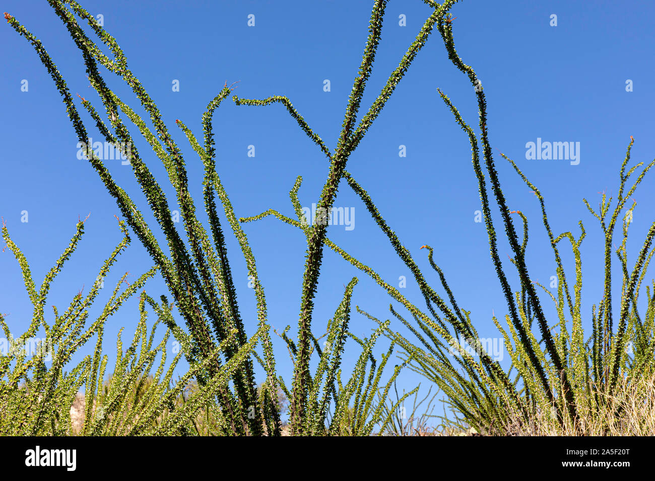 Ocotillo abstract, branches against blue sky, southern Arizona, USA Stock Photo