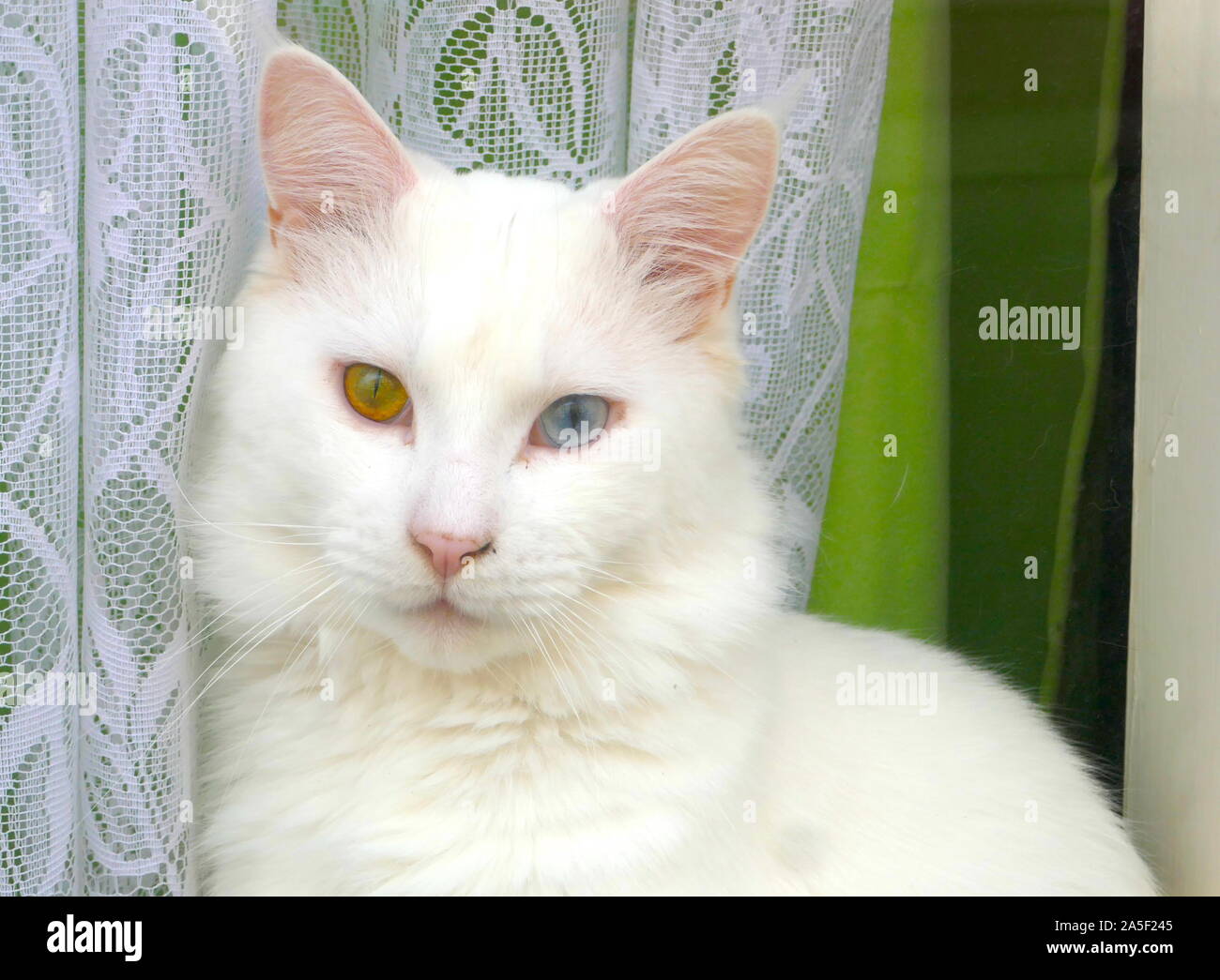 A Cat with Heterochromia a condition where the animal has two different coloured eyes. Stock Photo