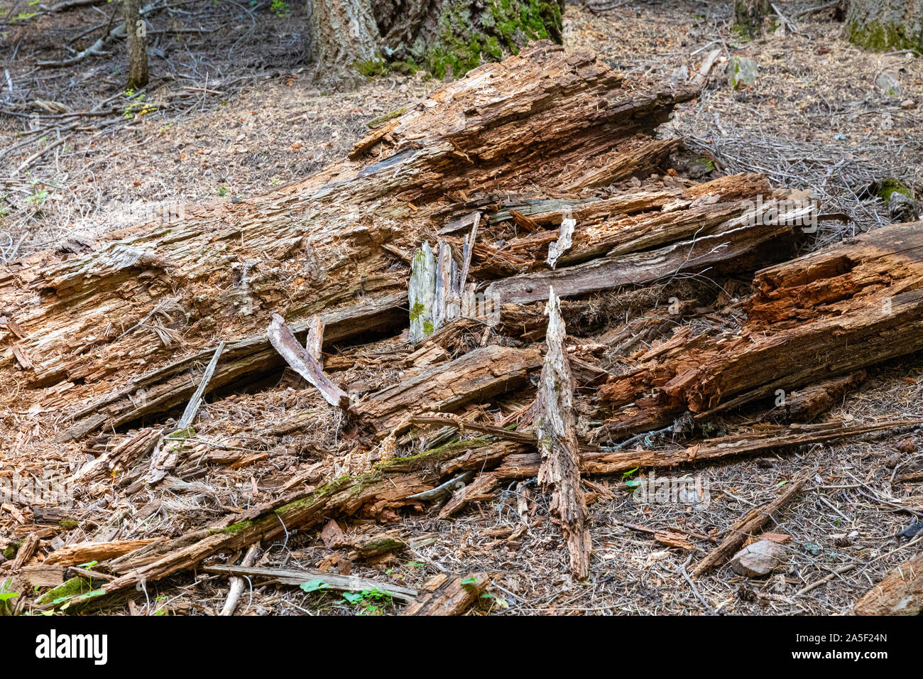 Wood rotting in a forest, Arizona Stock Photo