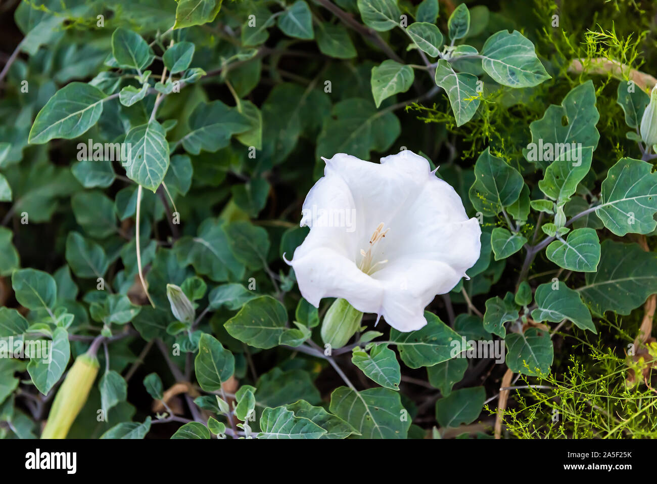 White wild flower in zion national park hires stock photography and