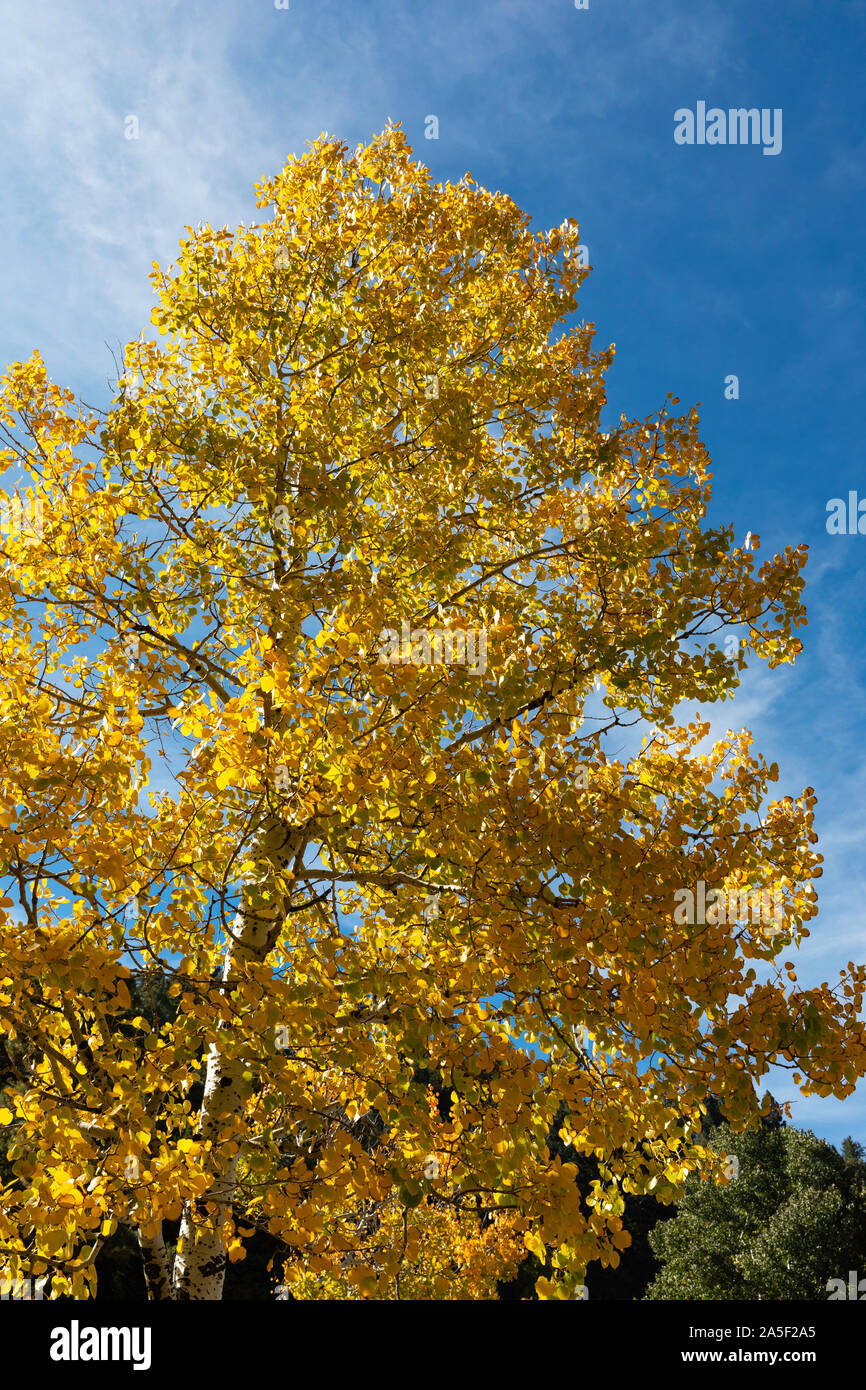 Autum colors, looking up at aspen leaves against a blue sky, Catalina Mountains, Arizona Stock Photo