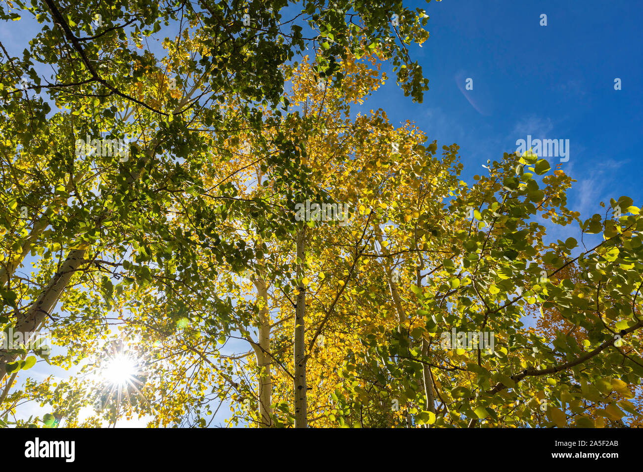 Fall color against blue sky, backlit Aspen, Arizona, USA Stock Photo