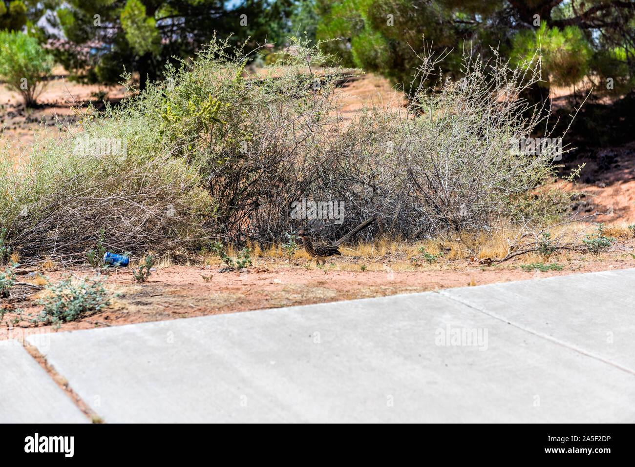 Roadrunner bird animal camouflaged in desert shrubs in Kanab, Utah with trash near sidewalk road Stock Photo