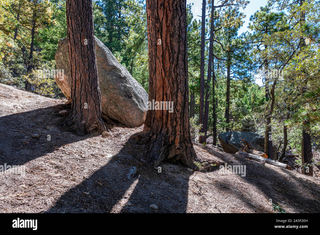 Ponderosa pine trees against a sunny blue sky, Mt. Lemmon, Catalina Mountains, Tucson, Arizona Stock Photo