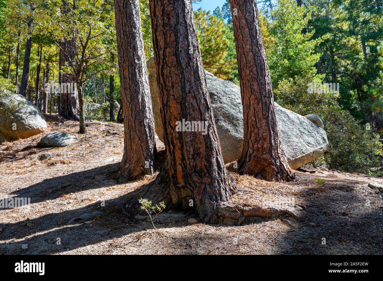 Ponderosa pine trees against a sunny blue sky, Mt. Lemmon, Catalina Mountains, Tucson, Arizona Stock Photo