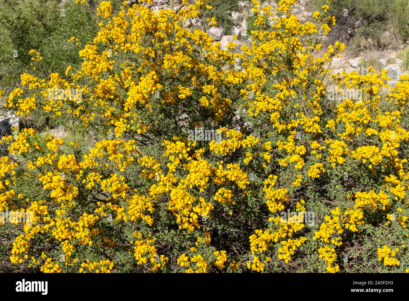 Wislizenus' Senna aka: Shrubby Senna, Shrubby Cassia (Senna wislizeni), in full bloom, Santa Catalina Mountains, Tucson, Arizona Stock Photo