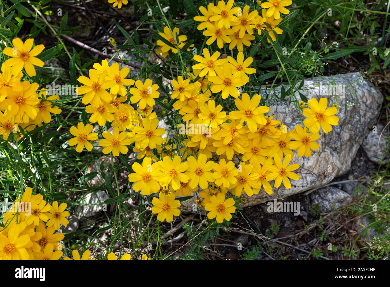 Mountain Marigold aka:  Lemmon's marigold (Tagetes lemmonii), Catalina Mountains, Tucson, Arizona Stock Photo