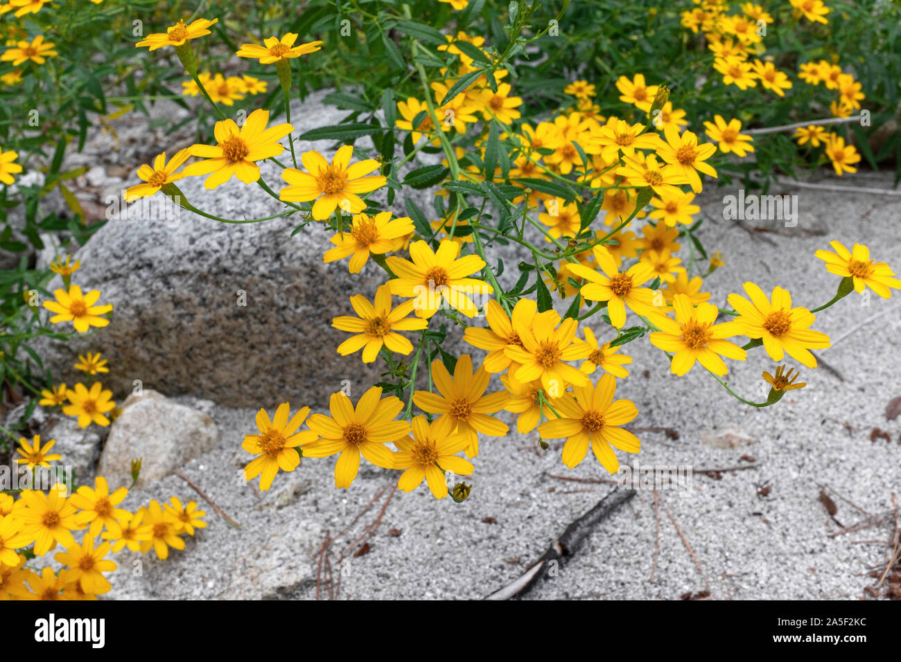 Mountain Marigold aka:  Lemmon's marigold (Tagetes lemmonii), Mt. Lemmon, Tucson, Arizona Stock Photo