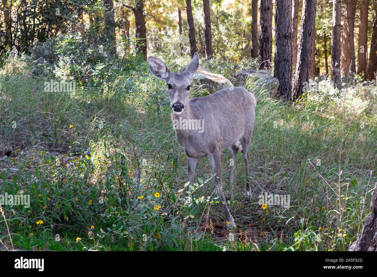 Doe in the forest, Mt. Lemmon, Catalina Mountains, Tucson, Arizona Stock Photo