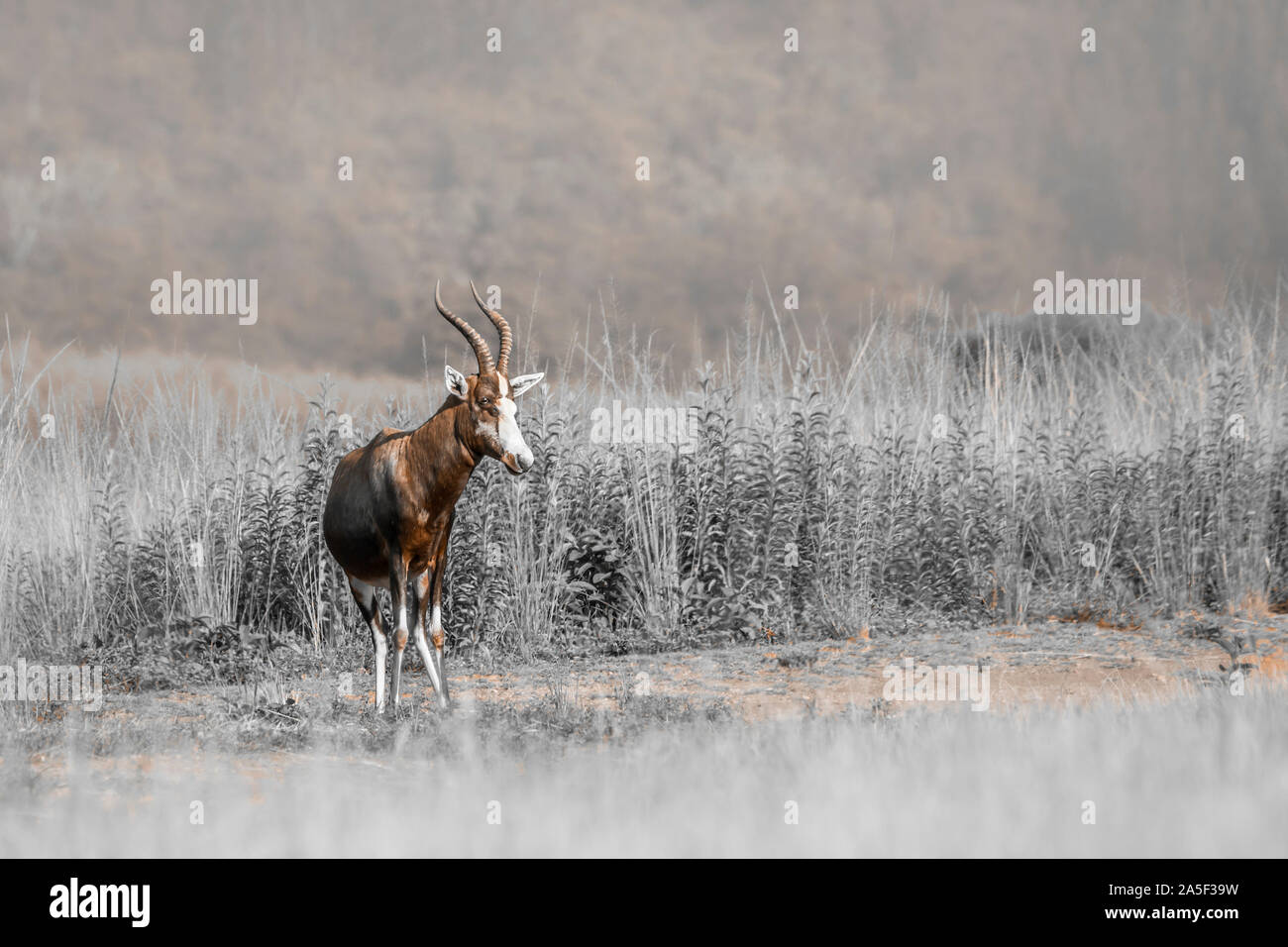 Blesbuck male in green savannah in Mlilwane wildlife sanctuary , Swaziland ; specie Damaliscus pygargus phillipsi family of bovidae Stock Photo