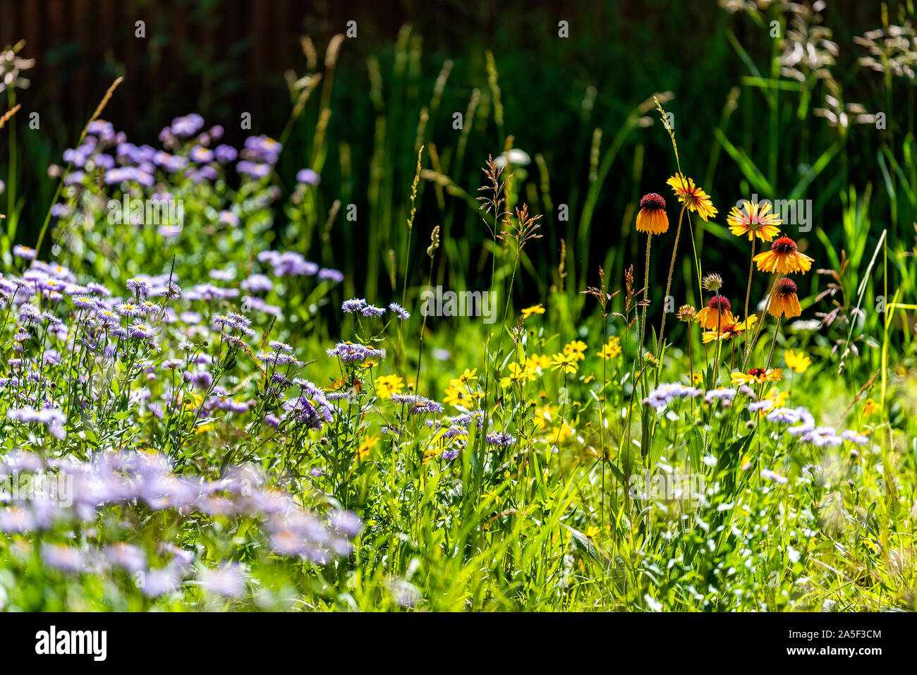 Telluride, Colorado small town Mountain Village in summer 2019 with many wildflowers growing in meadow including purple blue alpine daisy and Blanketf Stock Photo