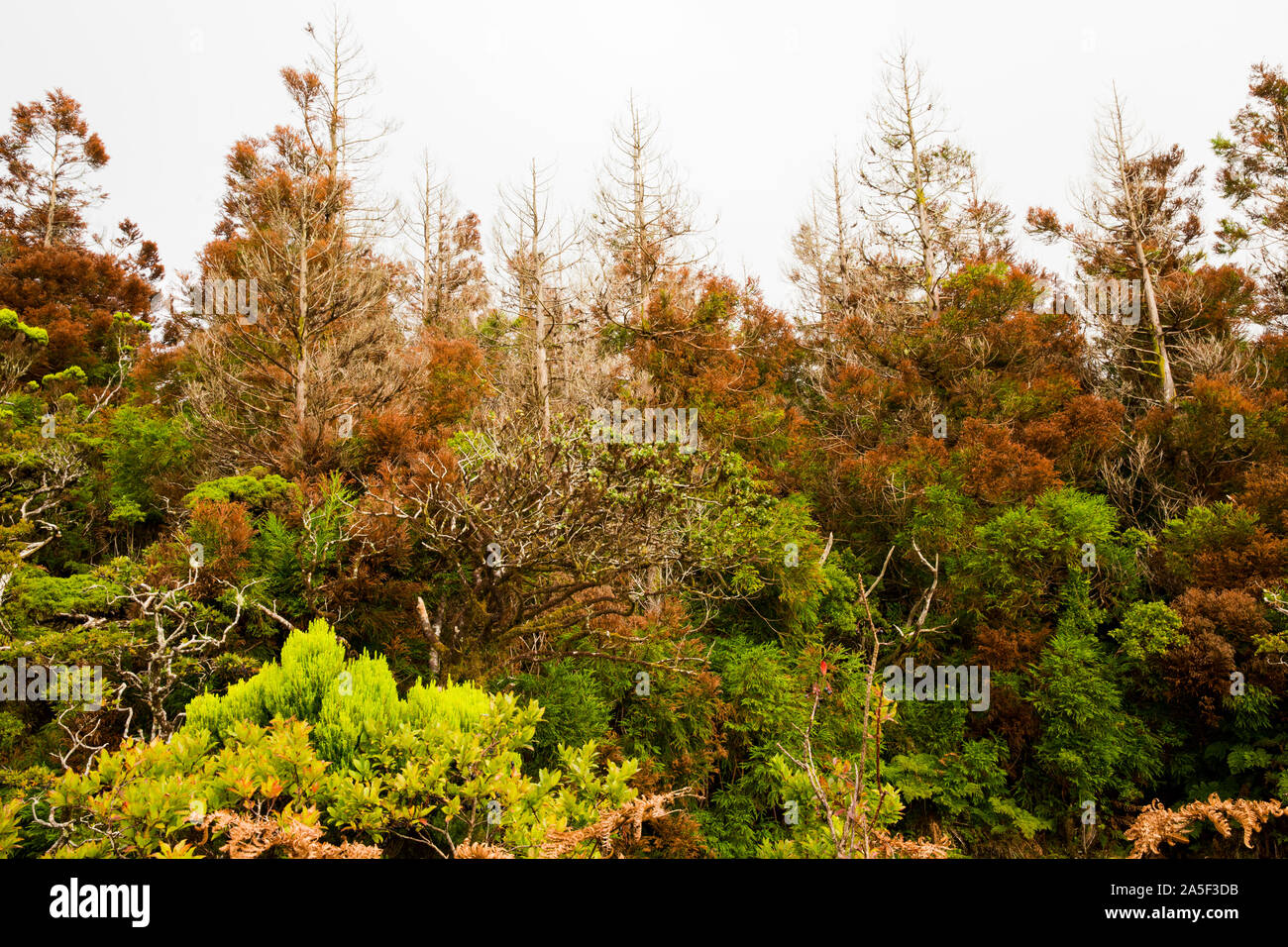 Cloud forest in Pico. Azores, Portugal Stock Photo
