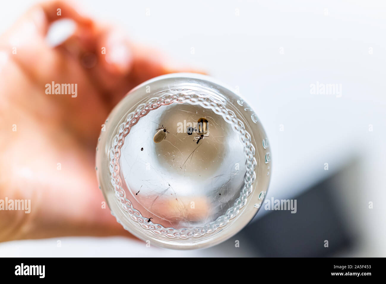 Macro flat top closeup of Lone star tick swimming in alcohol or water solution of cup with hand holding glass Stock Photo