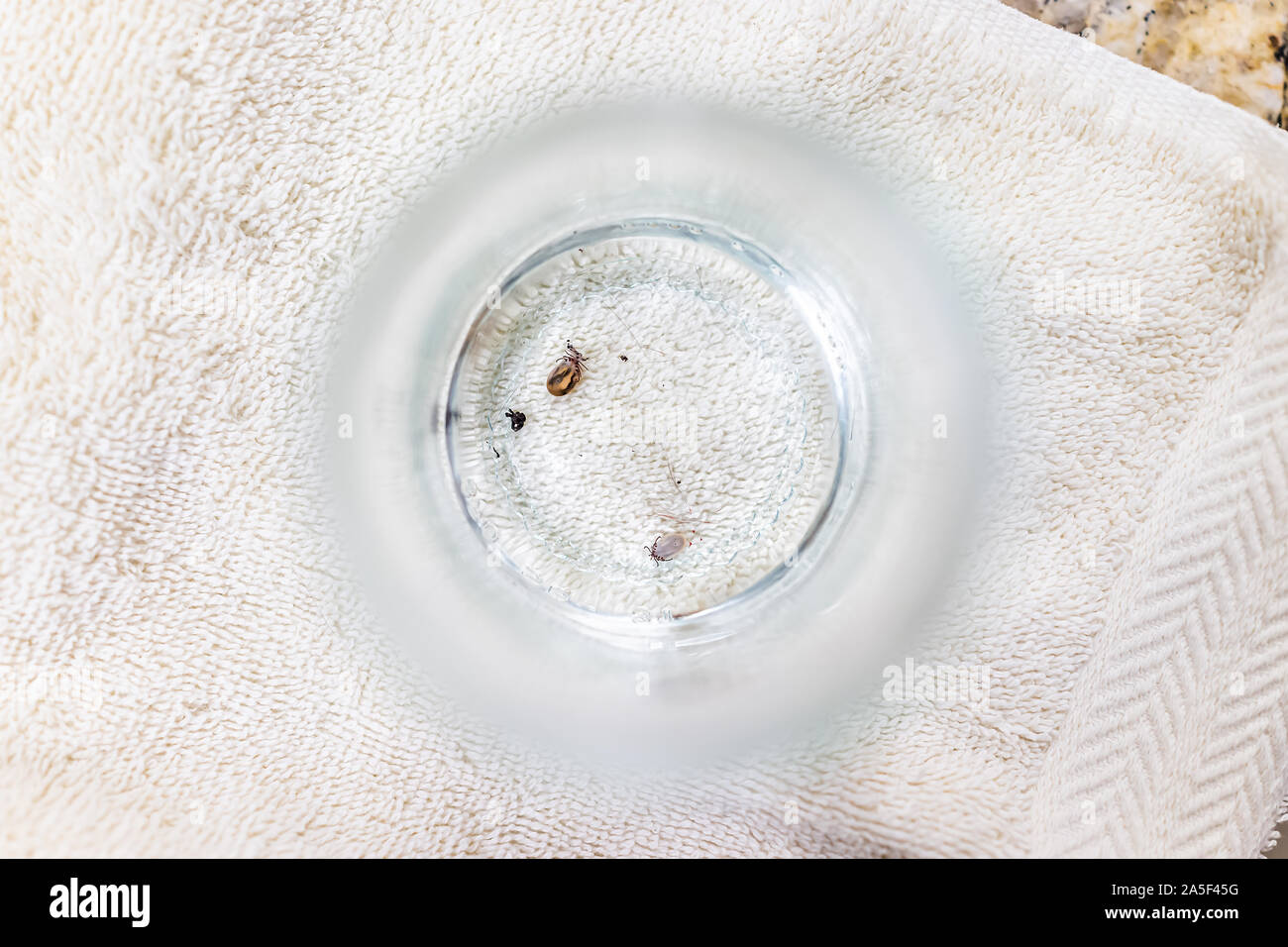 Macro flat top closeup of two dead Lone star ticks swimming in alcohol or water solution of cup with towel background Stock Photo
