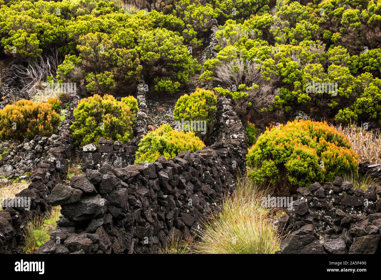Vegetation growing between walls made of volcanic rock in Pico. Azores, Portugal Stock Photo