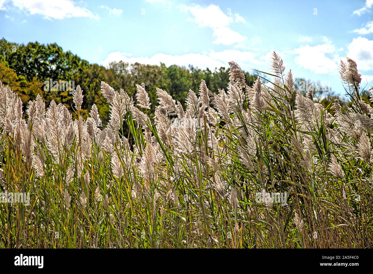 Tall pampas grass growing alongside of roadway Stock Photo Alamy
