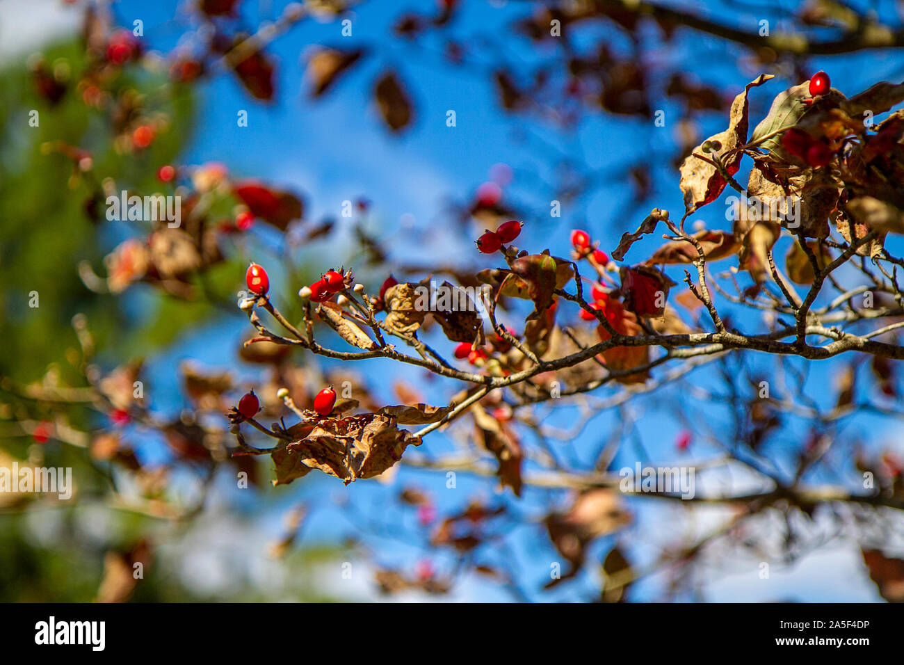 Apple tree in fall season with leaves drying up yet red bright berries take the focus. Stock Photo