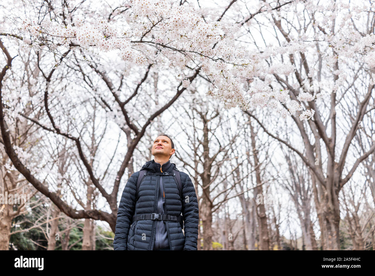 Tokyo, Japan Yoyogi park with young tourist man standing under canopy of sakura flowers pink white cherry blossom trees Stock Photo