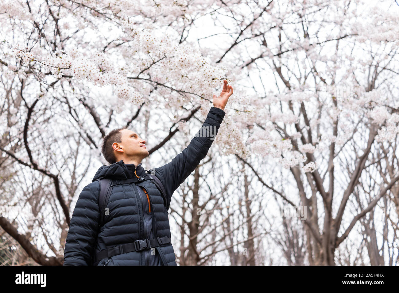 Tokyo, Japan Yoyogi park with young tourist man reaching touching sakura flowers under cherry blossom tree Stock Photo