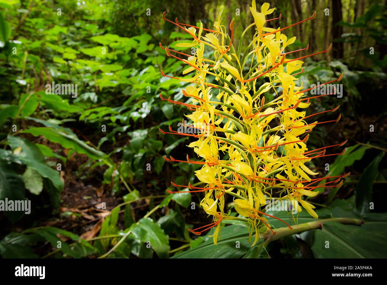 Kahili ginger hires stock photography and images Alamy