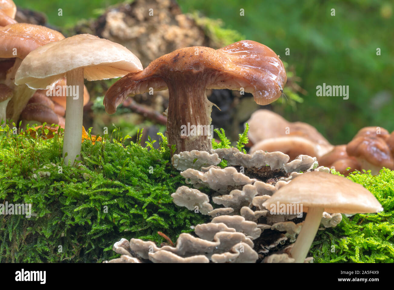 Tree Toad Stools Various toadstools of different sizes grow in dense green moss on an ...