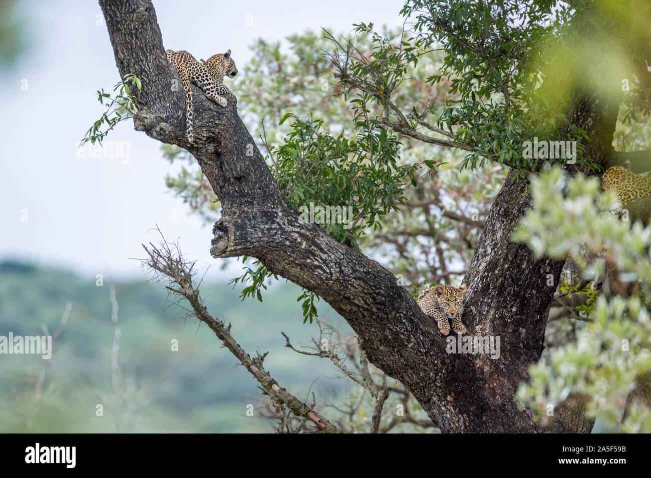 Two young Leopard lying down in a tree in Kruger National park, South ...