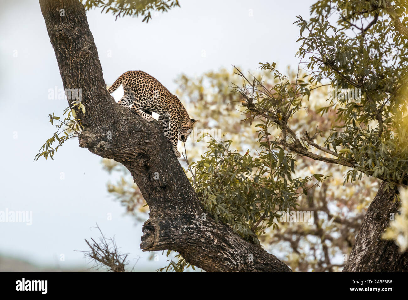 Young Leopard walking down a tree in Kruger National park, South Africa ...