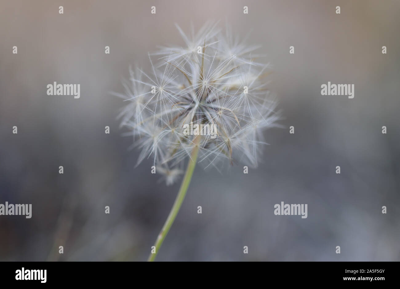 Dandelion seeds Stock Photo