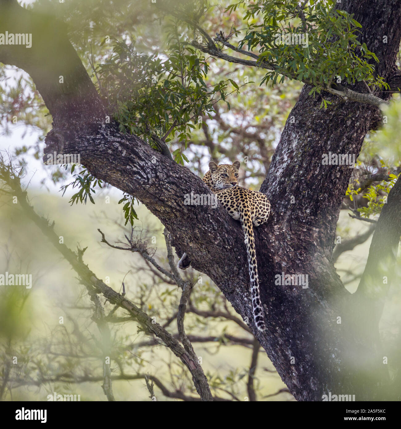 Leopard lying down in a tree in Kruger National park, South Africa ...