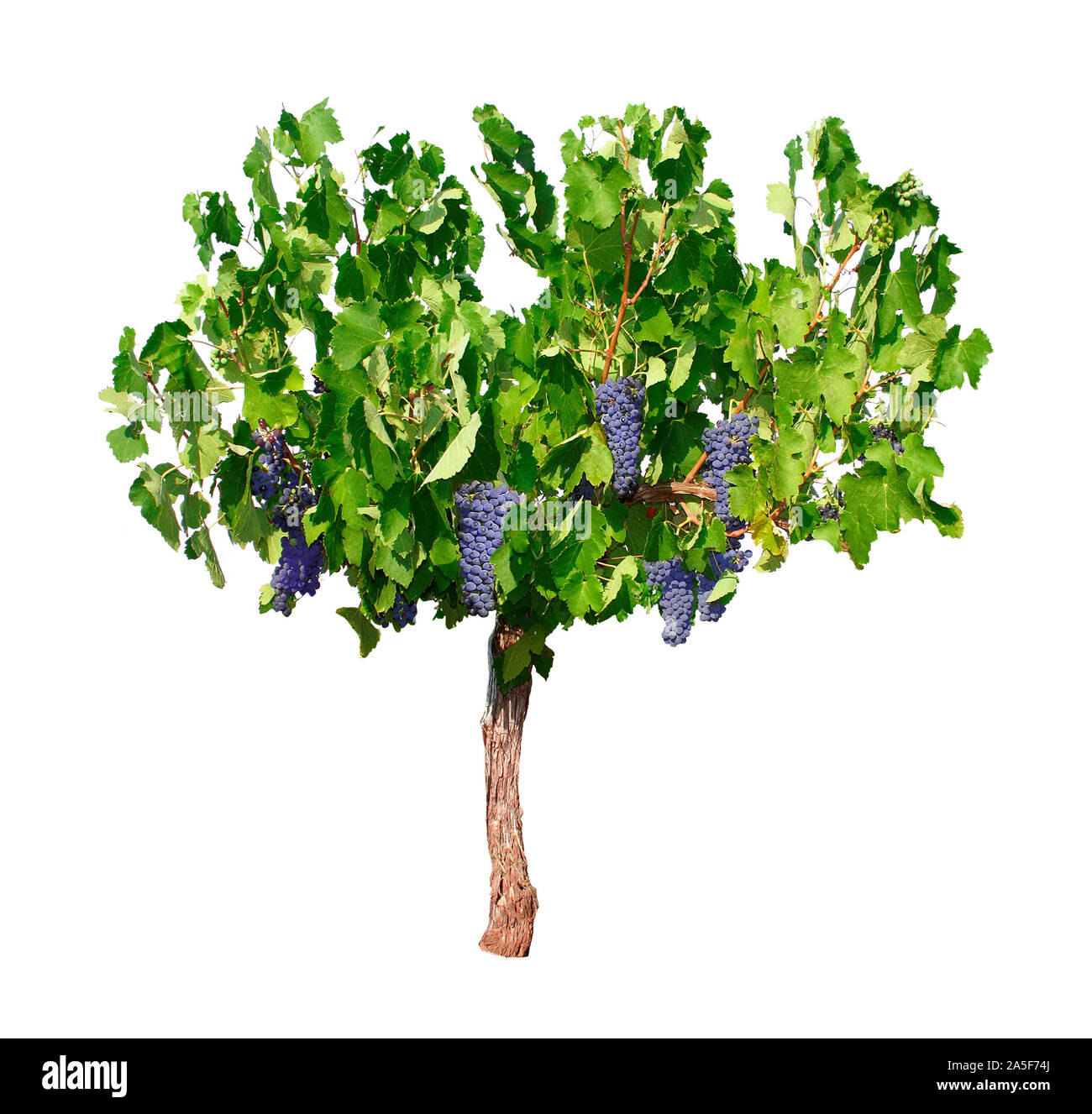 Bunches of grapes among the leaves of a vine stump .White background Stock Photo