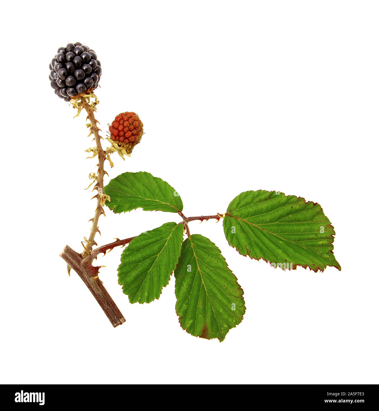 Blackberries of bramble . White backround Stock Photo
