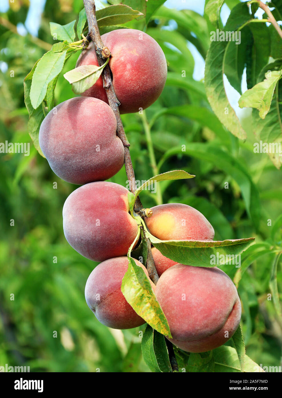 Ripe peaches on a branch at the time of harvest. Stock Photo