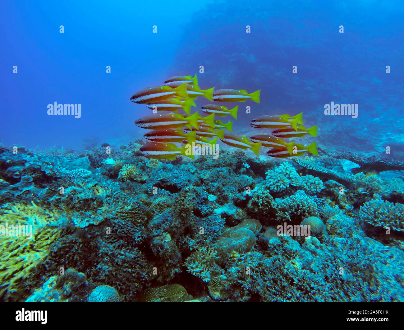 A healthy tropical fishes colorful with clear blue water.  Malolo Island Resort and Likuliku Resort, Mamanucas island group Fiji Stock Photo