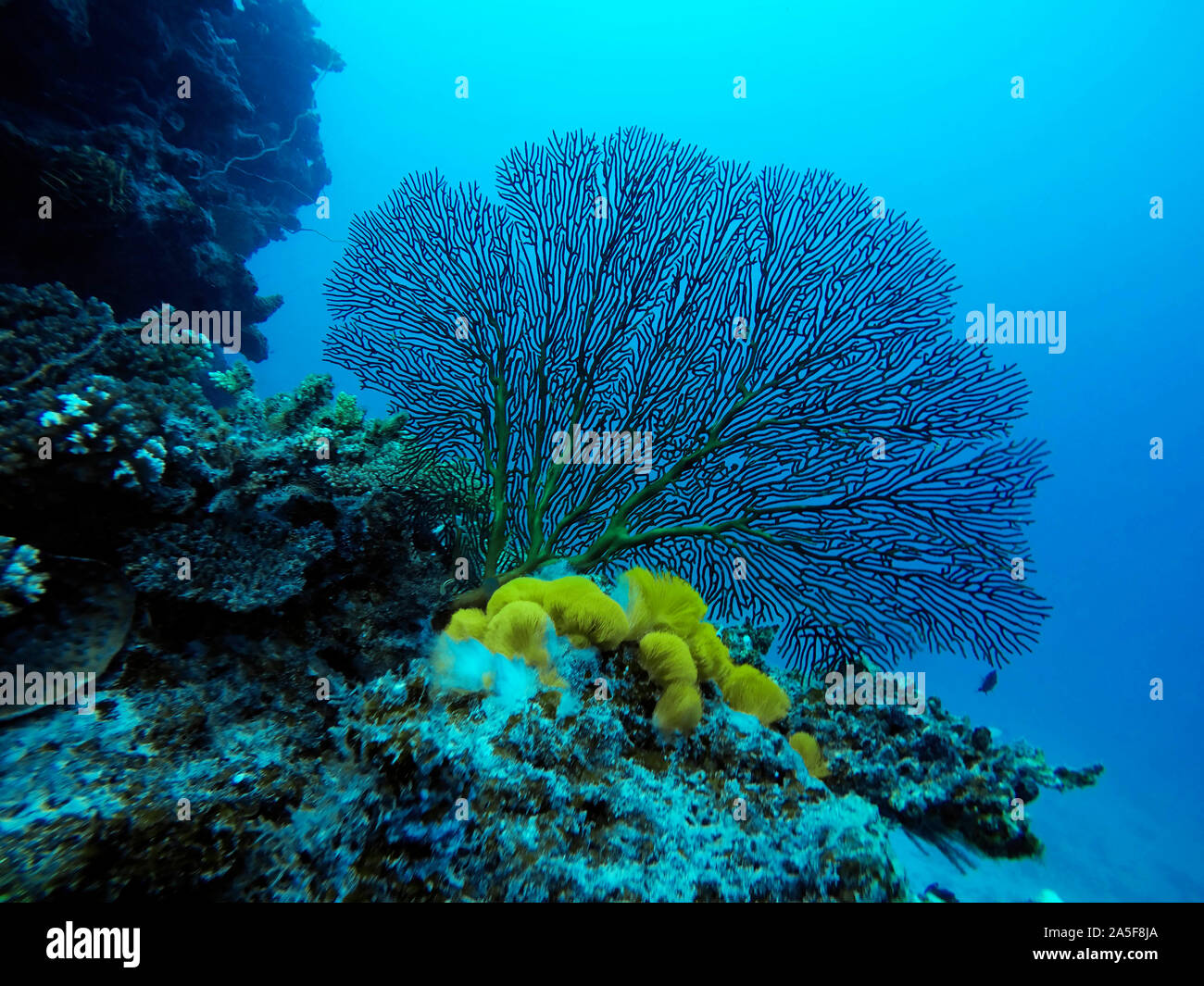 A healthy tropical coral reef hosting tabletop and staghorn corals and encrusting, colorful sponges with clear blue water.  Malolo Island Resort and L Stock Photo