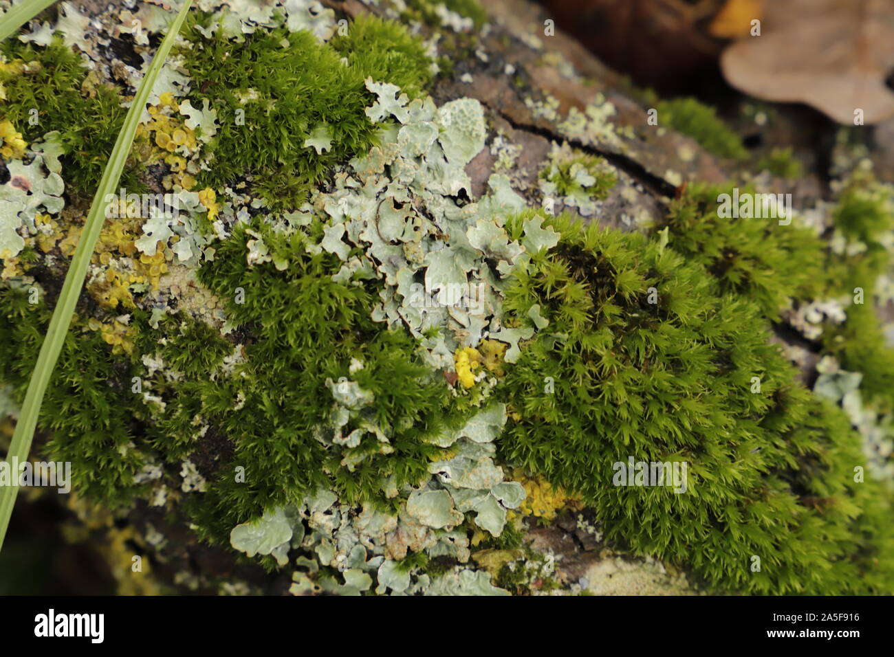 Cetraria islandica or Iceland moss is not only decorative but also good for your health Stock Photo
