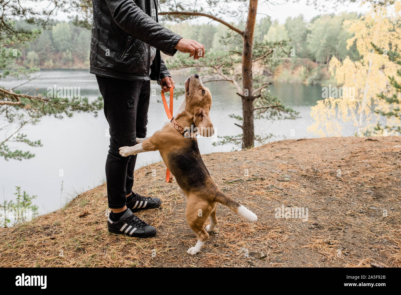 Young man in casualwear playing with cute funny beagle puppy on forest ground by lake during chill Stock Photo