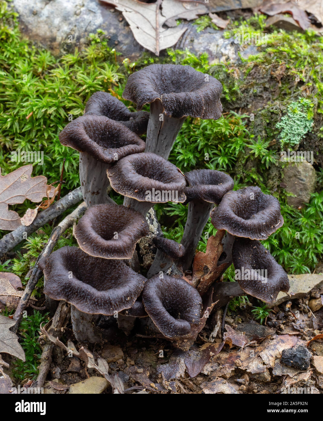 Craterellus cornucopioides edible mushrooms growing in nature. Aka Horn of plenty, black chanterelle, black trumpet etc. Stock Photo